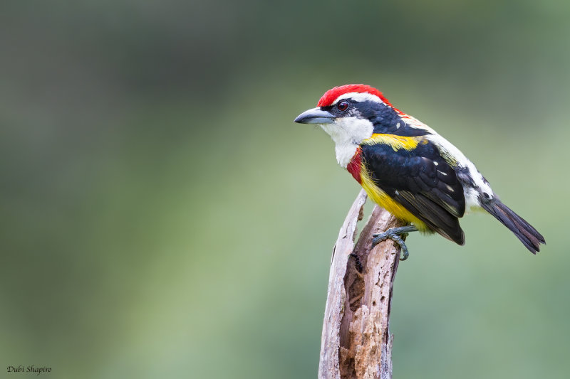 Scarlet-banded Barbet  