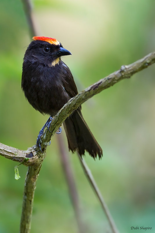 Flame-crested Tanager 