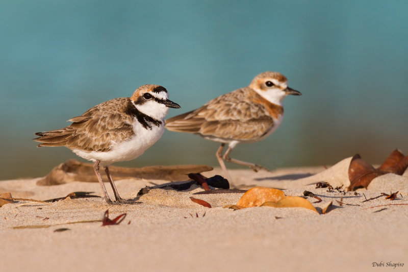 Malay  Plover 