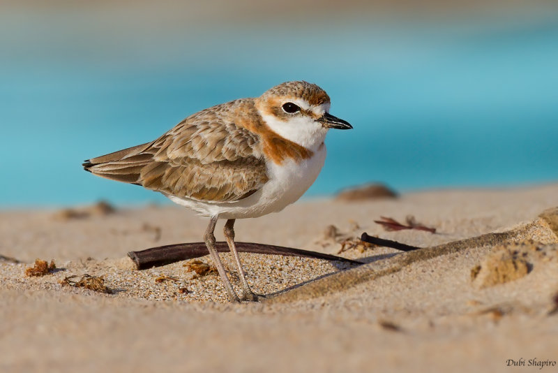 Malay Plover 