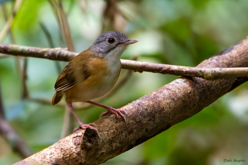 Ashy-crowned Babbler  