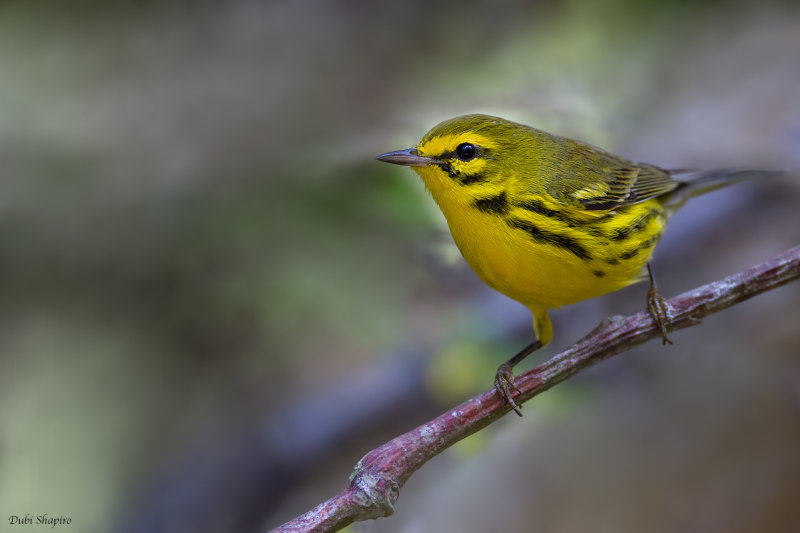 Prairie Warbler