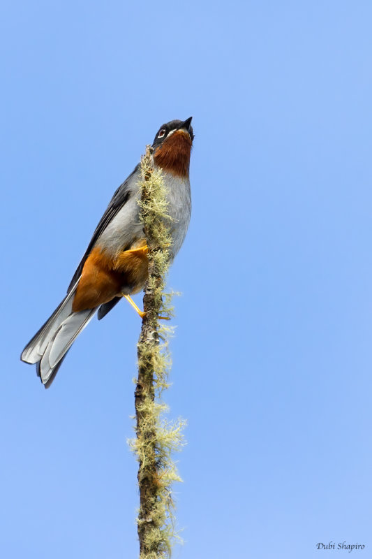 Rufous-throated Solitaire 