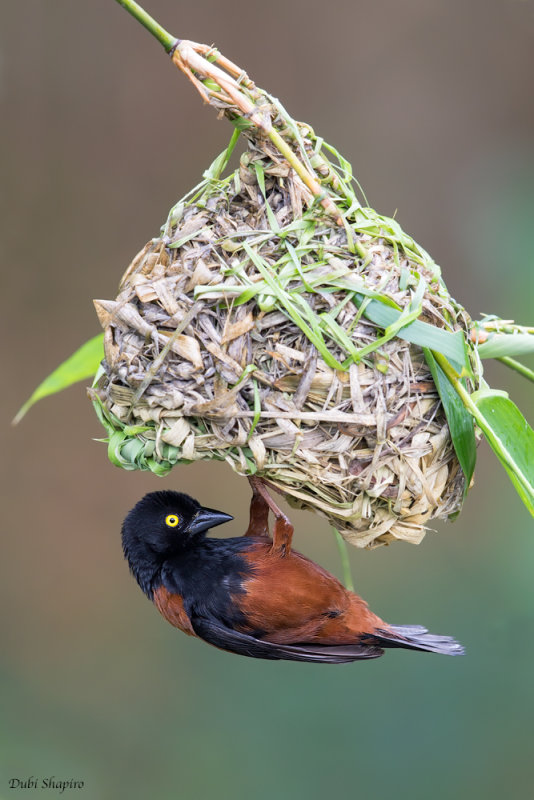 Chestnut-and-black Weaver