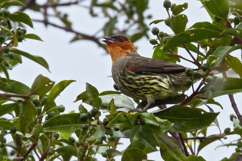 Chestnut-crested Cotinga