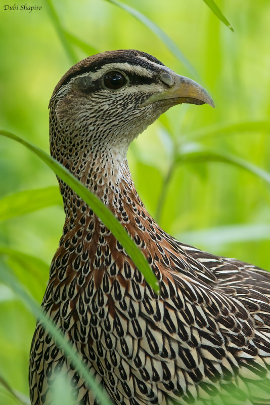 Double-spurred Francolin 