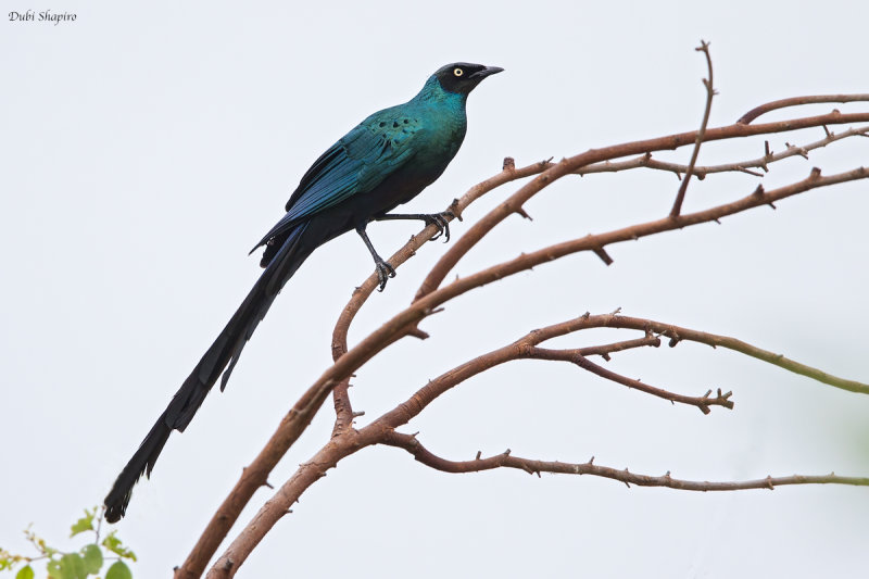 Long-tailed Glossy Starling