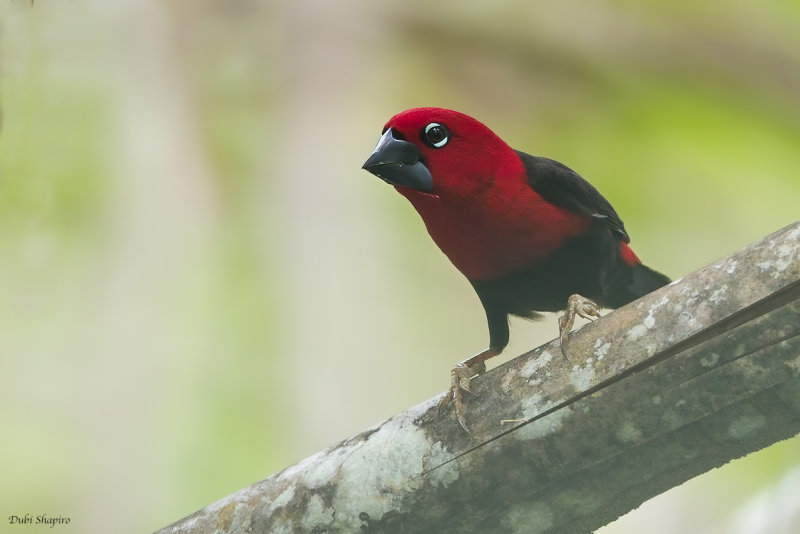 Black-bellied Seedcracker 