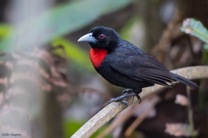 Blue-billed Malimbe