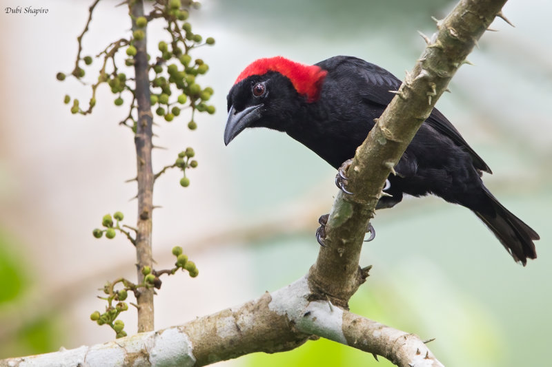 Red-headed Malimbe 