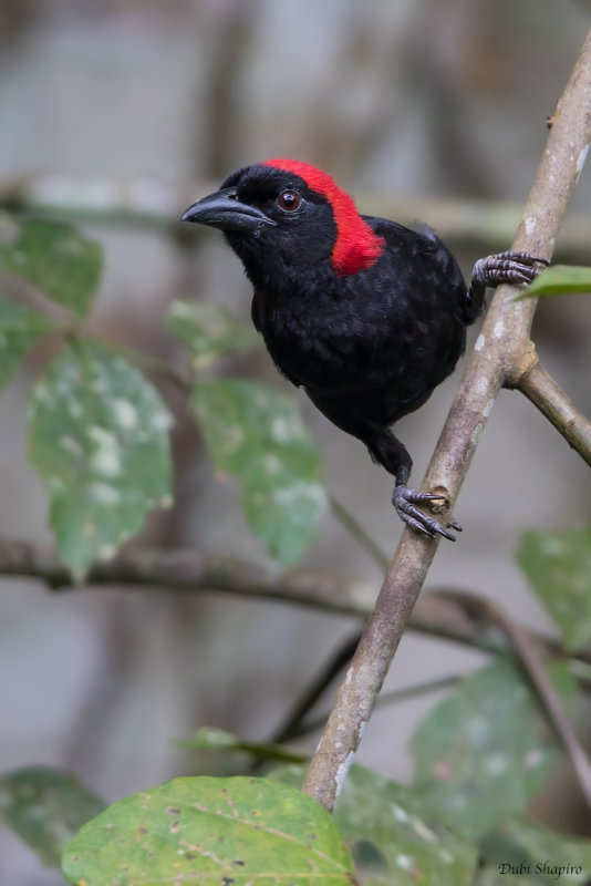 Red-headed Malimbe 