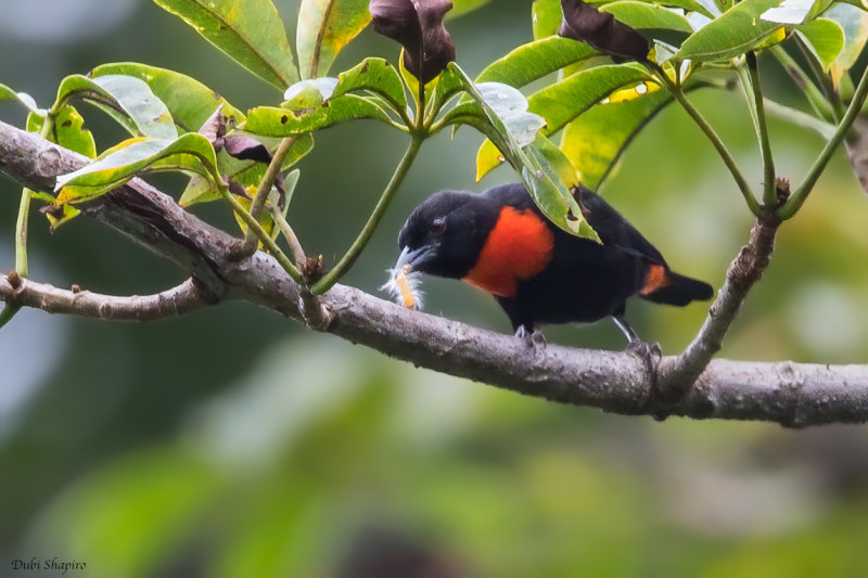 Red-vented Malimbe