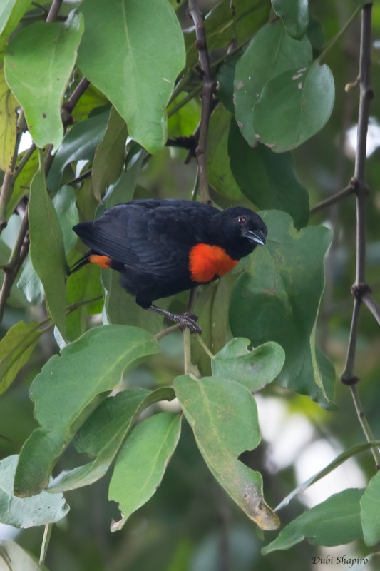 Red-vented Malimbe 