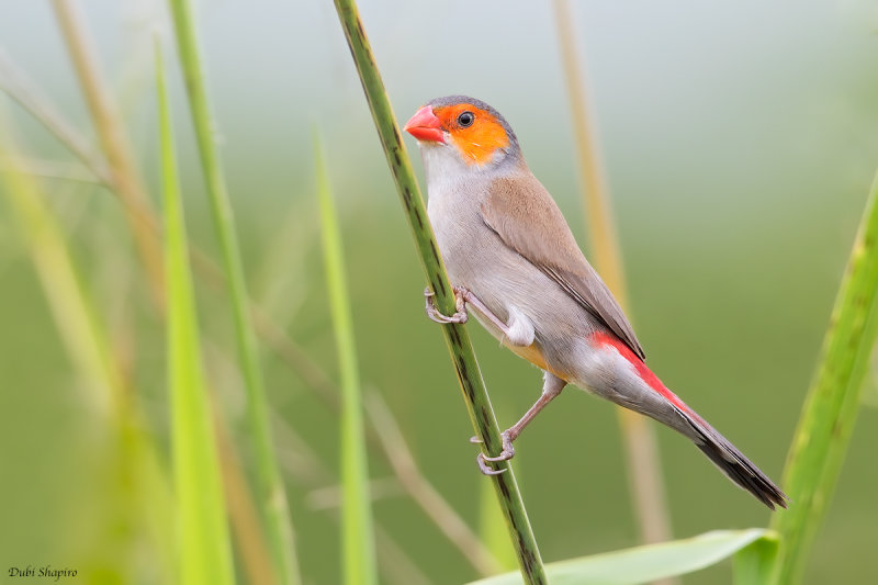 Orange-cheeked Waxbill 