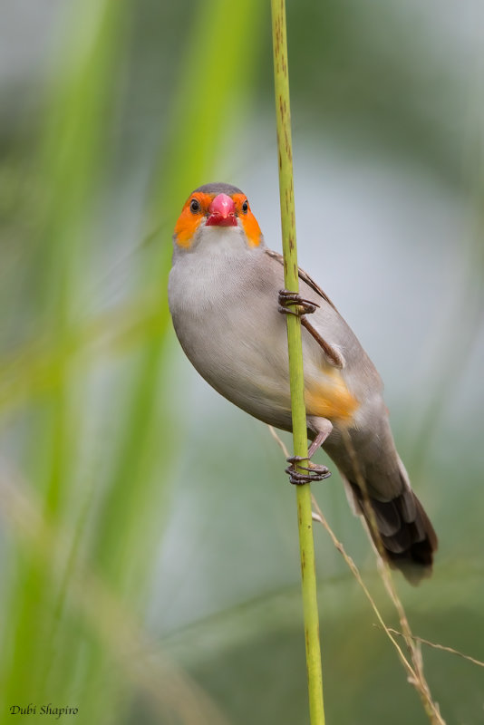 Orange-cheeked Waxbill 