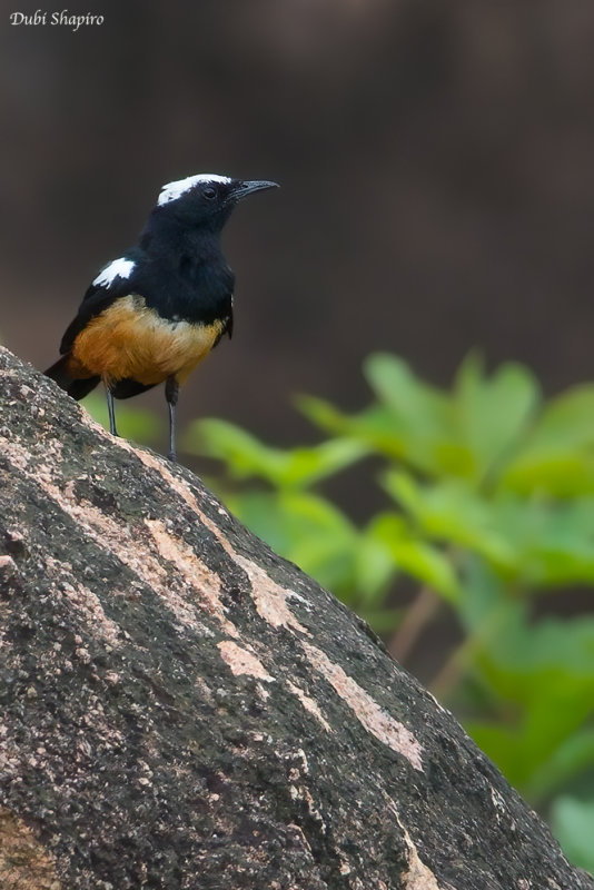 White-crowned Cliff Chat