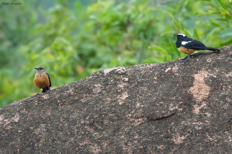 White-crowned Cliff Chat 