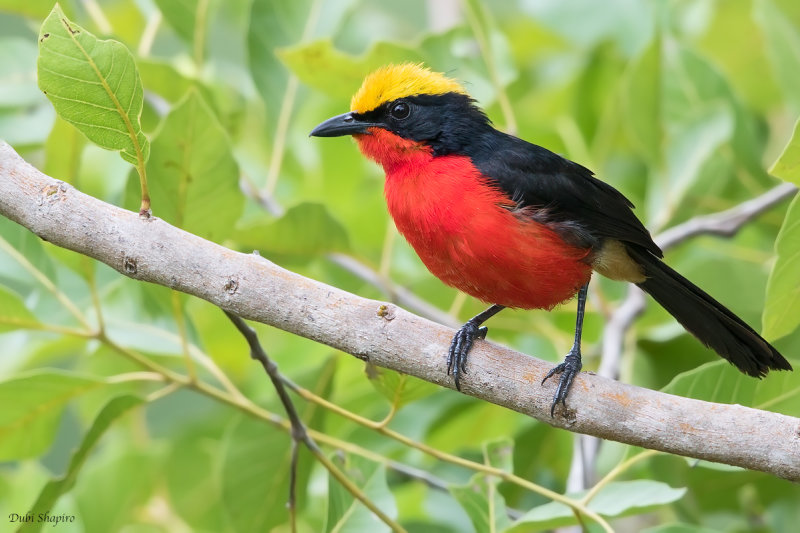 Yellow-crowned Gonolek 