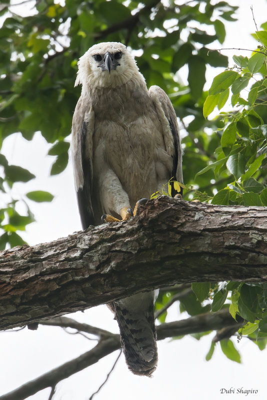 Harpy Eagle 