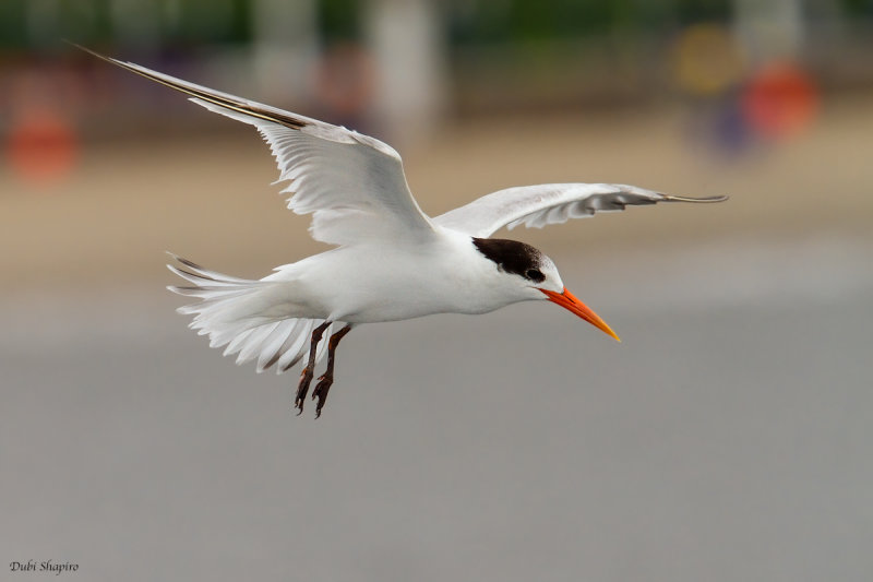 Elegant Tern 