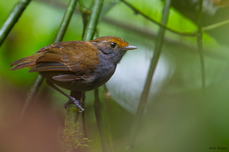 Slaty Gnateater