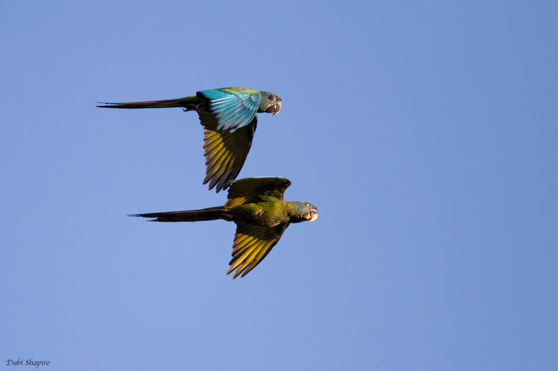 Blue-headed Macaw