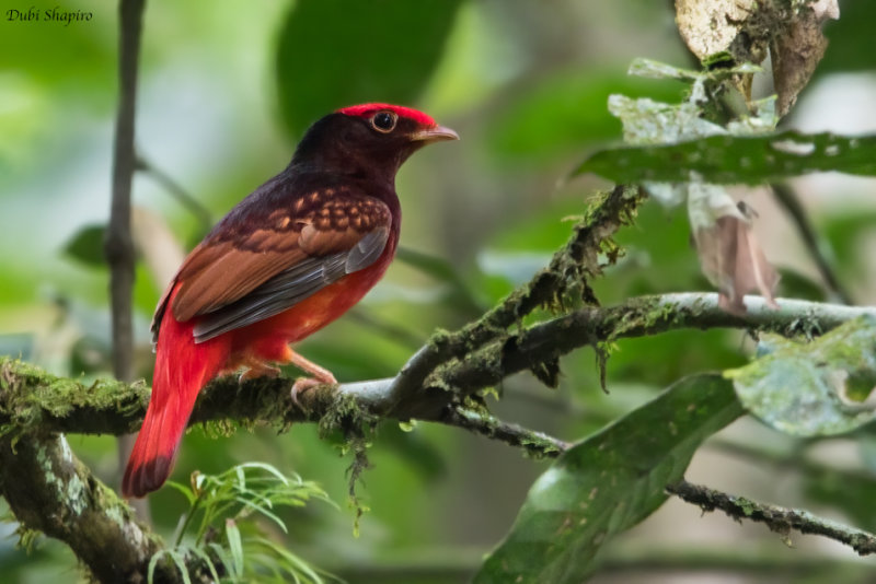 Guianan Red Cotinga 