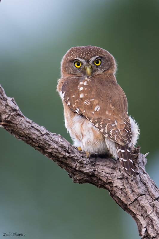 Ferruginous Pygmy-owl 