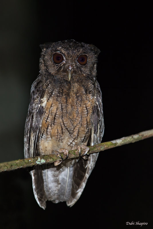 Tawny-bellied Screech Owl 