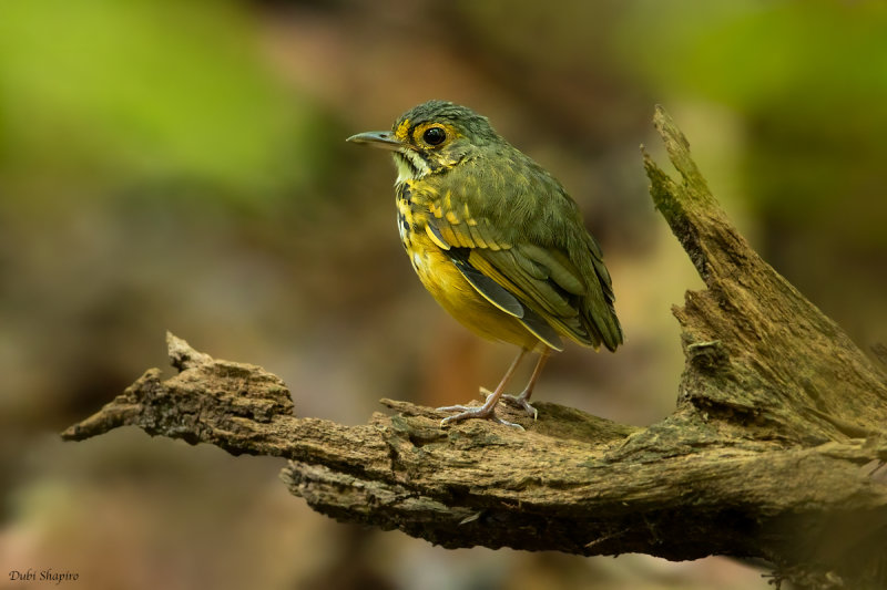 Spotted Antpitta