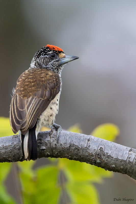 White-bellied Piculet 