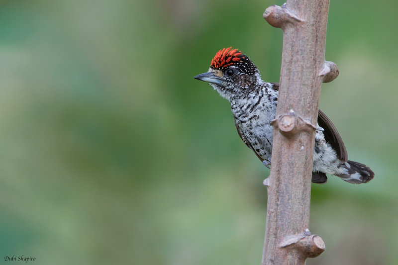 White-bellied Piculet 