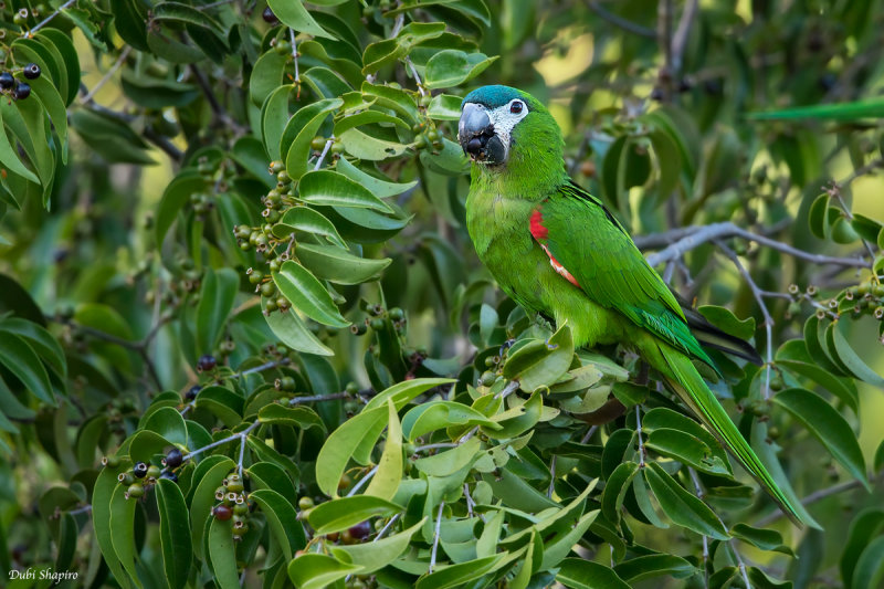 Northern Red-shouldered Macaw