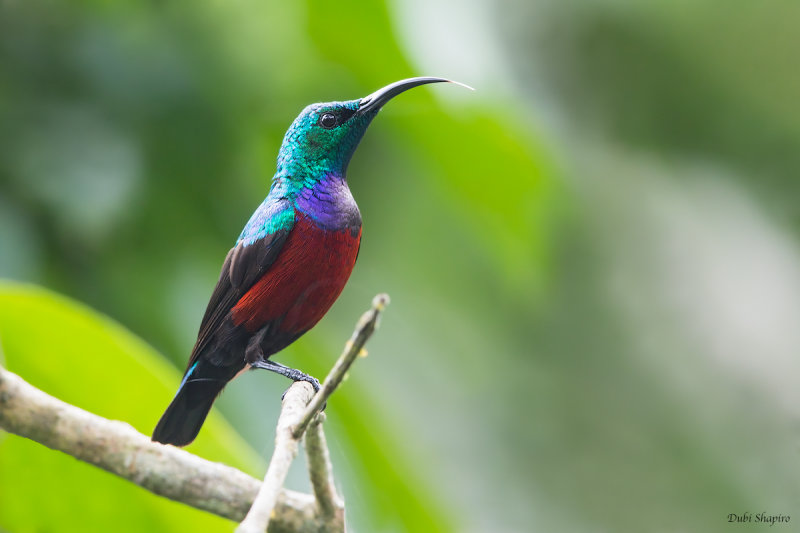 Johanna's Sunbird