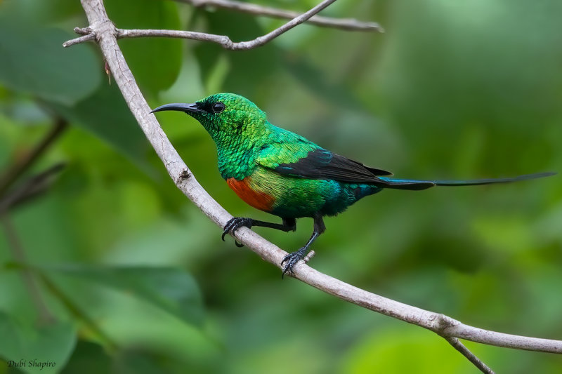 Beautiful Sunbird