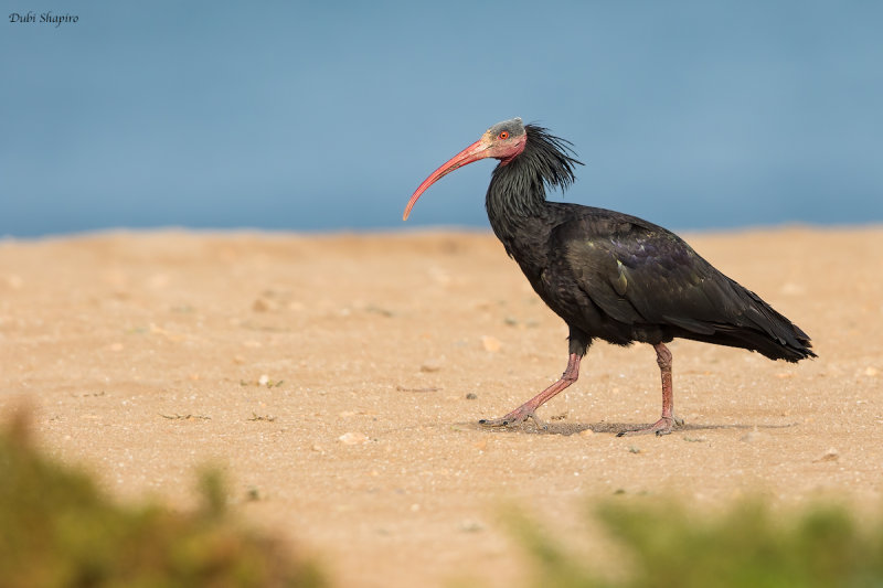 Northern Bald Ibis