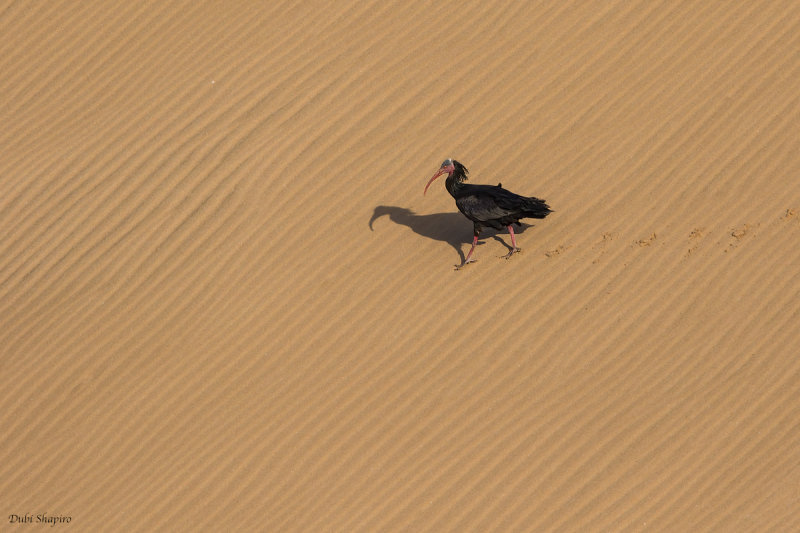 Bald Ibis 