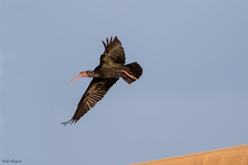 Bald Ibis 