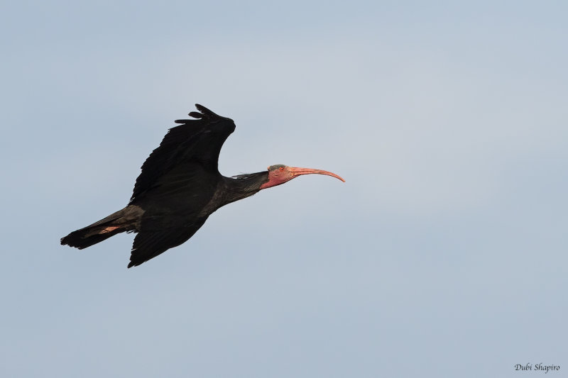 Bald Ibis 