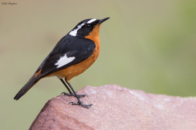 Moussier's Redstart