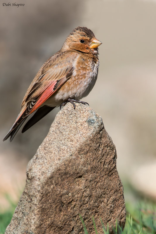 African Crimson-winged Finch 