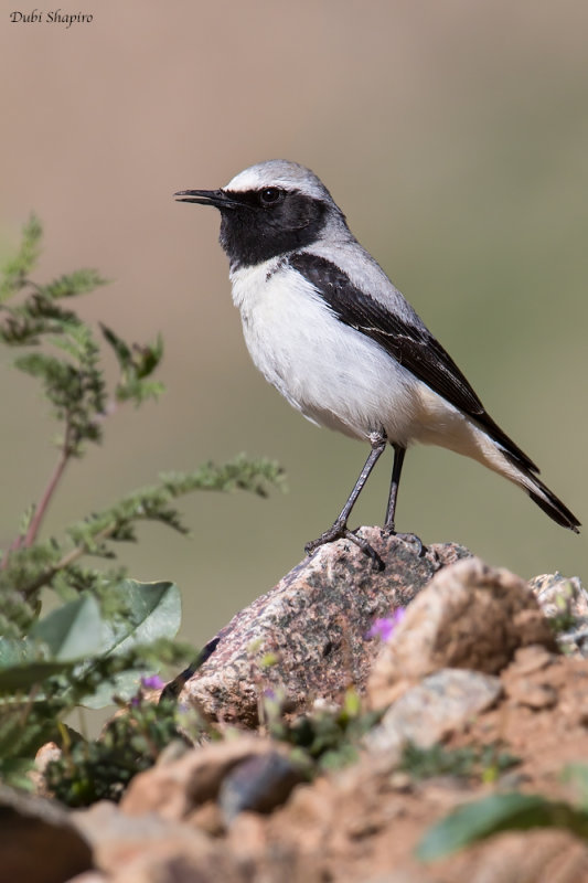 Atlas Wheatear