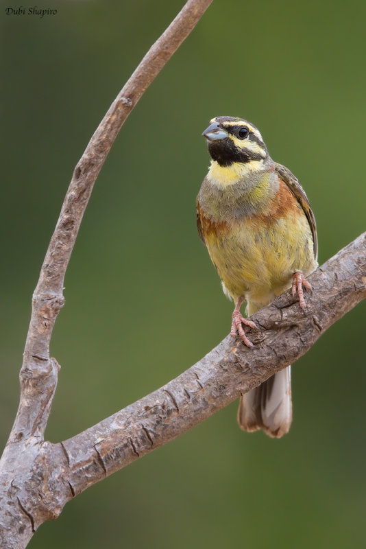 Cirl Bunting 