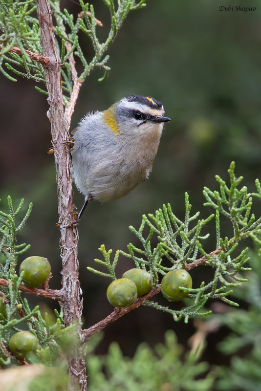 Common Firecrest