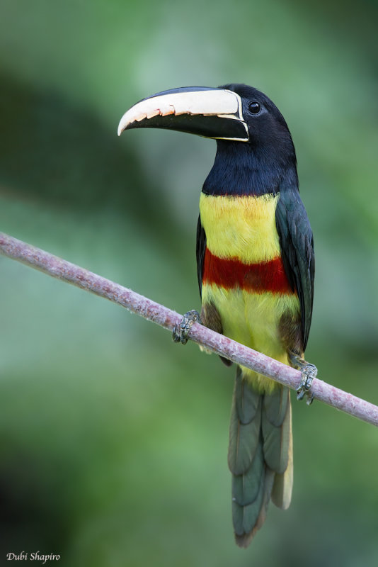 Black-necked Aracari 