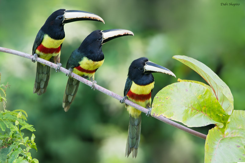 Black-necked Aracari 