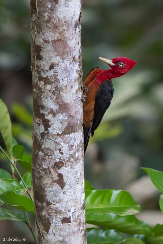 Red-necked Woodpecker 