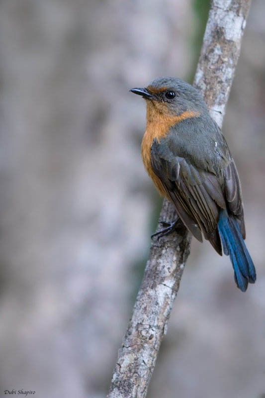 Timor Blue-flycatcher 