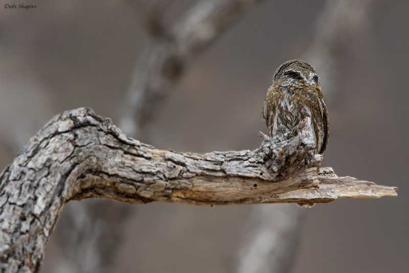 Baja Pygmy-owl 