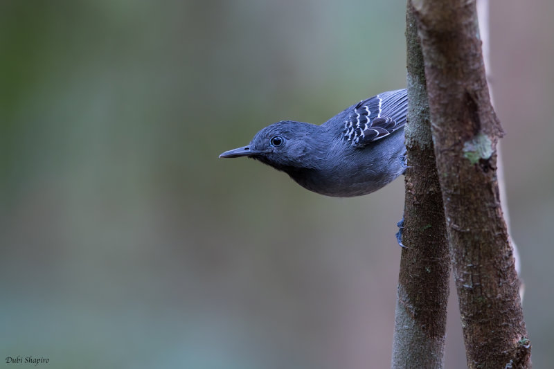 Black-chinned Antbird 